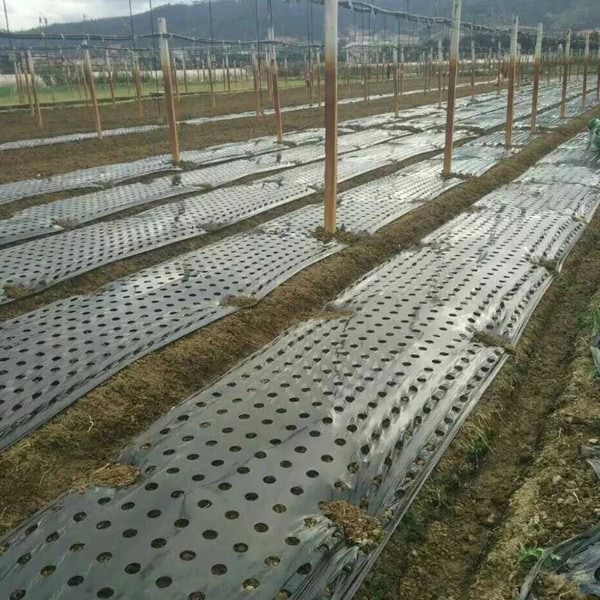 VEGUARD13500__3862225e